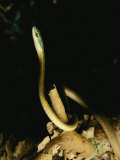 A Snake Slithers Through Tree Branches Photographic Print