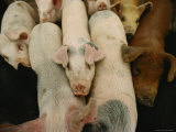 Pigs Crowd Together in Line at Feeding Time Photographic Print
