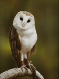 A Snowy-Faced Barn Owl is One of the Wildlife Exhibits at the Nature Station Photographic Print