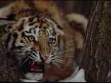 Snarling Tiger Photographic Print by Michael Nichols