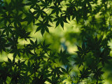 Silhouette of Japanese Maple Leaves Photographic Print by Todd Gipstein