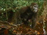 Juvenile orphan gorillas playing at the sanctuary Lámina fotográfica