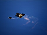 American Alligator Photographic Print by Bates Littlehales