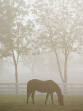 A Thoroughbred Gelding Crops the Bluegrass at the Kentucky Horse Park Photographie par Raymond Gehman