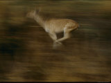 Running Chital Photographic Print