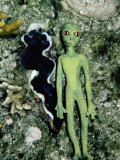 A Burrowing Clam Surveys an Alien Doll in the Western Pacific Reprodukcja zdjęcia autor Wolcott Henry A Burrowing Clam Surveys an Alien Doll in the Western Pacific Reprodukcja zdjęcia autor Wolcott Henry