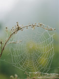Spiderweb Covered in Dew Fotografie-Druck