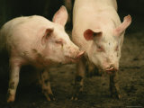 Cute Pigs Photographie