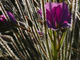 Close-up of a Byblis Plant Photographie