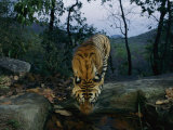 Indian tiger drinks from a water hole Lámina fotográfica Indian tiger drinks from a water hole Lámina fotográfica