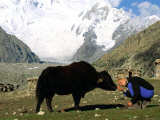 Joy Tessman bows to greet a yak in Pakistan Photographie