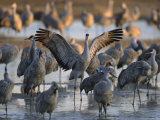 Sandhill Cranes Roost on the Platte River Near Kearney, Nebraska Photographic Print by Joel Sartore