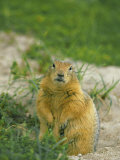 Arctic ground squirrel by its burrow Lámina fotográfica