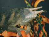 Close View of a Chameleon Photographic Print by Paul Zahl