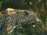 A Leopard Stalks its Prey Photographic Print by Nicole Duplaix