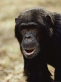 A Close-up of One of the Many Chimpanzees Studied by Jane Goodall at Gombe Stream National Park Photographic Print by Kenneth Love
