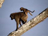 A Female Olive Baboon Carries Her Baby on Her Back Photographic Print