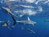 A School of Gray Reef Sharks Swim in Different Directions Photographie
