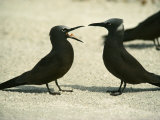 Black Noddy Terns Photographic Print
