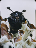 Extreme Close-up of a Beetle on a Lichen Photographic Print by Paul Zahl