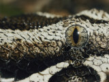 Close View of the Marble-Like Eye and Patterned Scales of a Rhinoceros Viper Snake Photographic Print