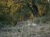 A Leopard Relaxing Photographic Print by Nicole Duplaix