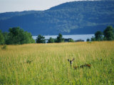 A Wild Deer Peers Through High Meadow Grass Photographic Print