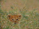 An African Lion Cub Peers Through the Grass Photographic Print by Michael Nichols