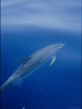 A Spotted Dolphin Swims under the Surface of the Water Photographic Print