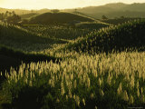Sugarcane field near Likuri Harbor Lámina fotográfica Sugarcane field near Likuri Harbor Lámina fotográfica