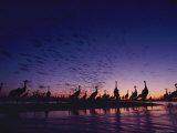 Cranes Silhouetted against a Twilight Sky Photographic Print