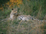 A Leopard Relaxes While Keeping a Lookout for Prey Photographic Print by Nicole Duplaix