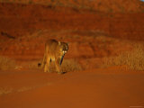 A Mountain Lion Walks Across the Arid Landscape Photographic Print