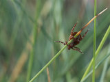 An American dog tick with its front legs extended in a questing position Lámina fotográfica An American dog tick with its front legs extended in a questing position Lámina fotográfica