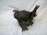 A Bronze Turkey against a White Quilted Background Photographic Print