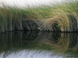 Aquatic Grasses Blow in the Wind Photographic Print