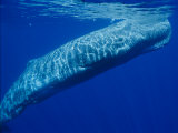 Ripples Reflect off the Back of a Sperm Whale Photographic Print by Brian J. Skerry