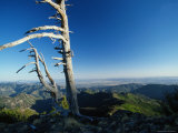 Scenic View of a Solitary Bristlecone Pine Tree Photographic Print