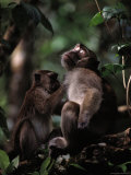 A Long-Tailed Macaque Removing Parasites from Another Monkey Photographic Print by Mattias Klum