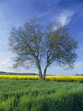 A Single Tree in a Yellow Rape Field Photographic Print