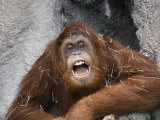 Vocalizing Orangutan Photographie