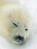 Resting Gray Seal Pup Photographic Print by Norbert Rosing