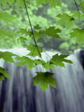 Maple leaves against a waterfall backdrop Lámina fotográfica Maple leaves against a waterfall backdrop Lámina fotográfica