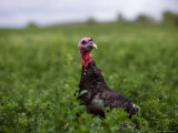 A Bronze Turkey at a Farm in Kansas Photographic Print