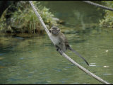 Monkey on a rope Stampa fotografica di Vlad Kharitonov Monkey on a rope Stampa fotografica di Vlad Kharitonov