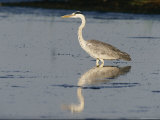 A Gray Heron Hunts in Shallow Water Photographic Print