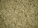 Rice Grains Photographic Print