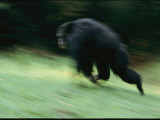 A Wild Male Chimpanzee Showing Dominance Behavior Photographic Print