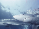 Blue Sharks Swim Near the Waters Surface Photographic Print