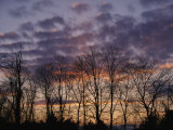 Twilight Sky over a Grove of Trees Photographie